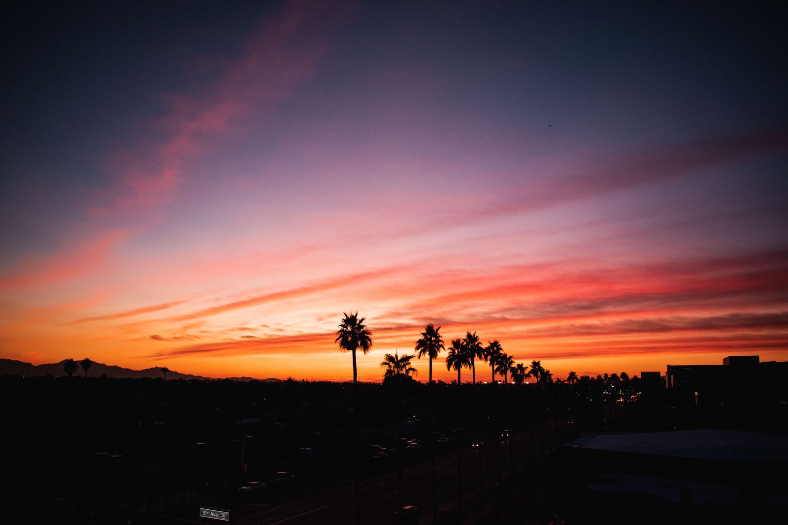 Palm trees at twilight in Phoenix
